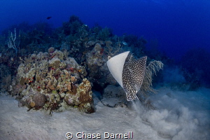 "Lift Off"
A Spotted Eagle Ray propels itself up and ove... by Chase Darnell 